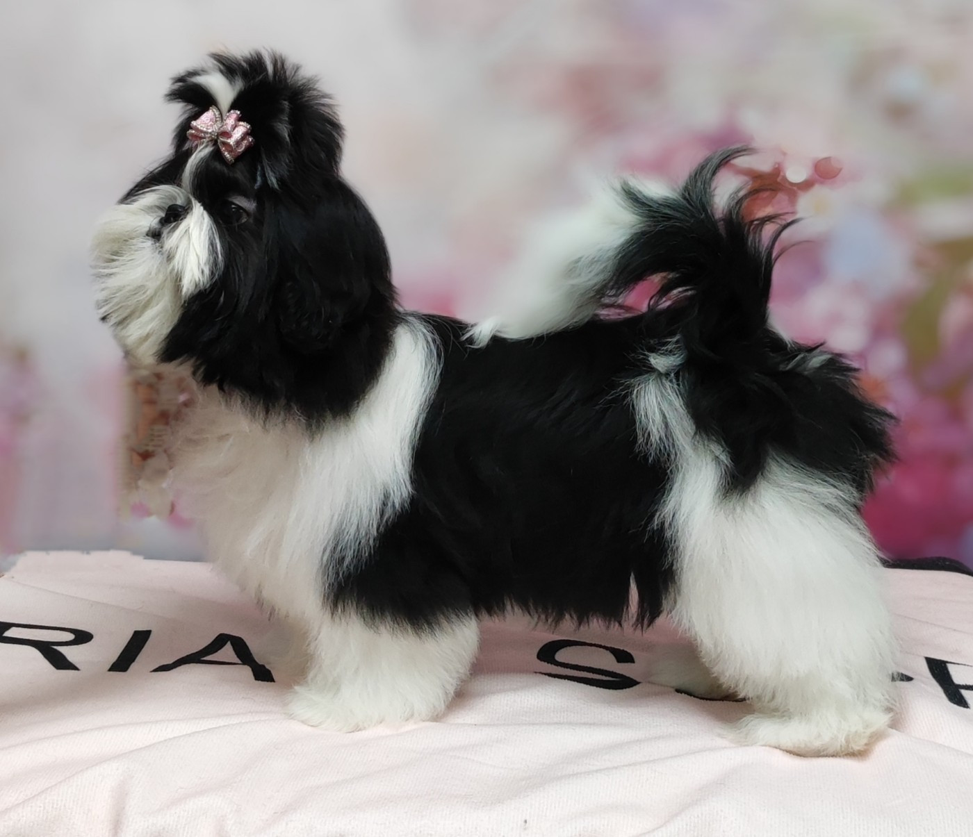 Valkyrie Lily Tchang De l'encre de chine