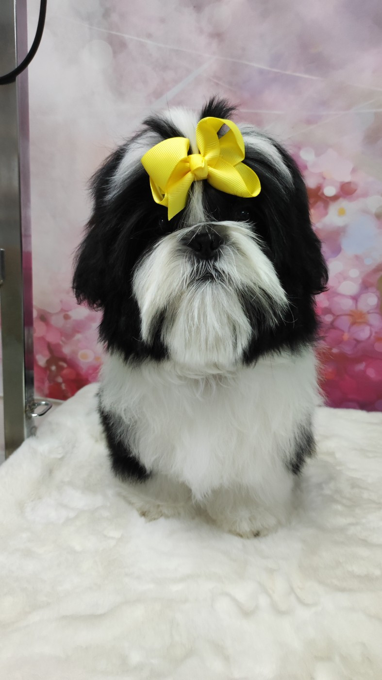 Valkyrie Lily Tchang De l'encre de chine