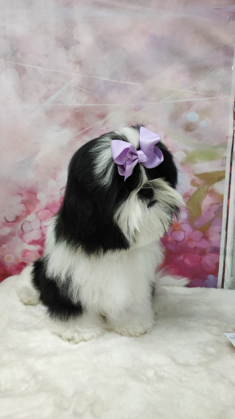 Valkyrie Lily Tchang De l'encre de chine