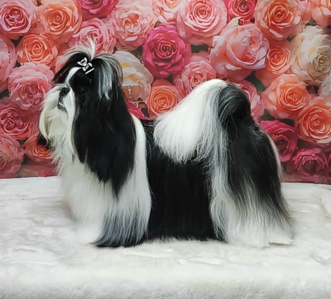 Valkyrie Lily Tchang De l'encre de chine