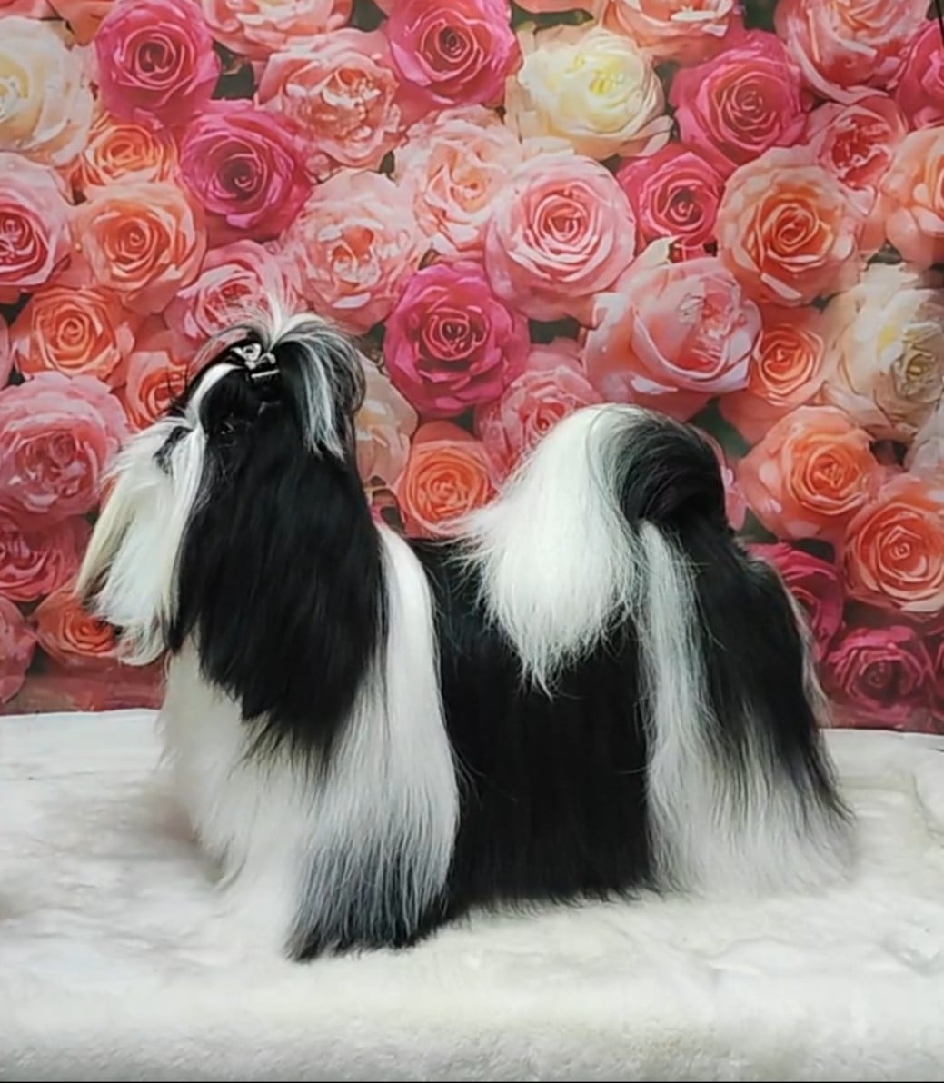 Valkyrie Lily Tchang De l'encre de chine