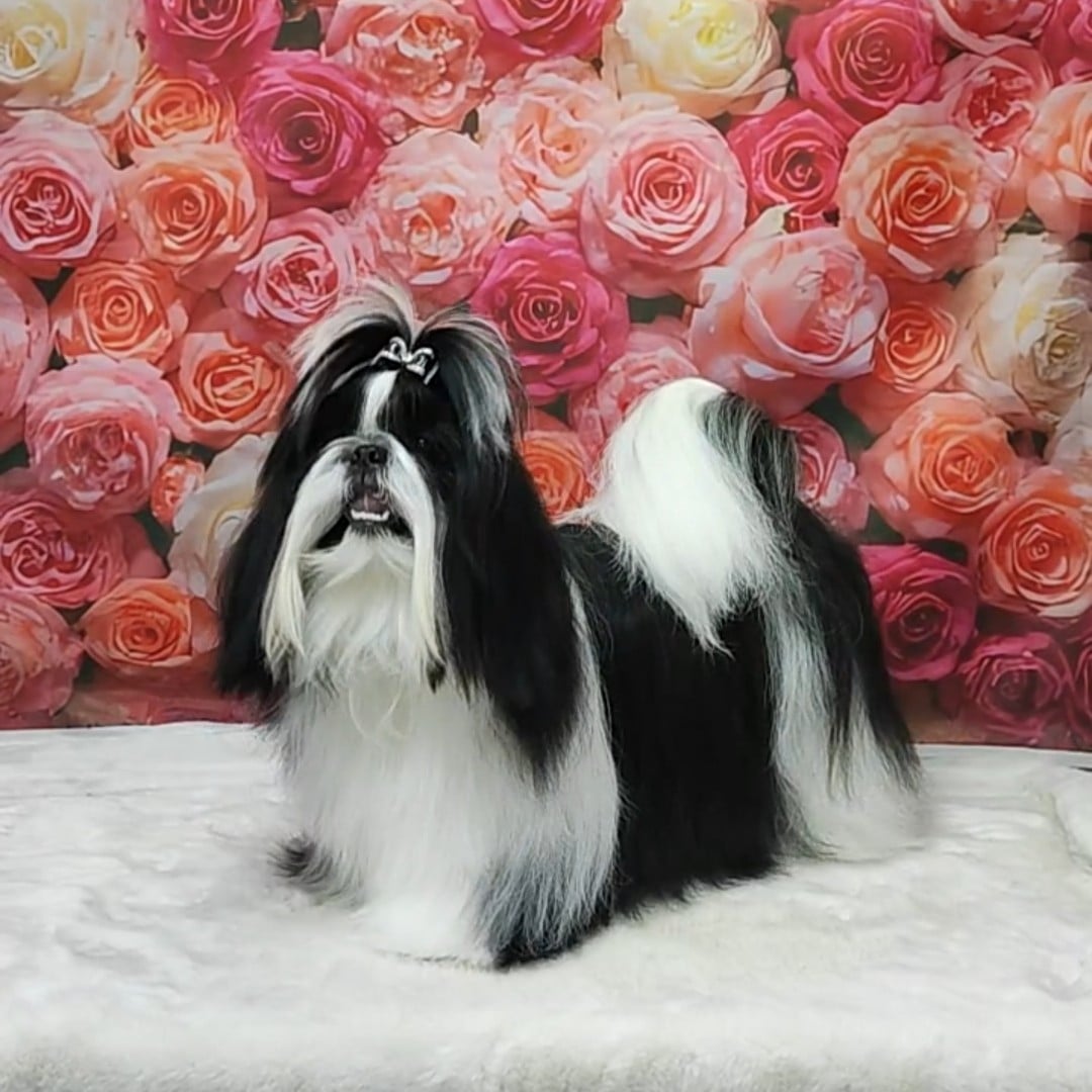 Valkyrie Lily Tchang De l'encre de chine