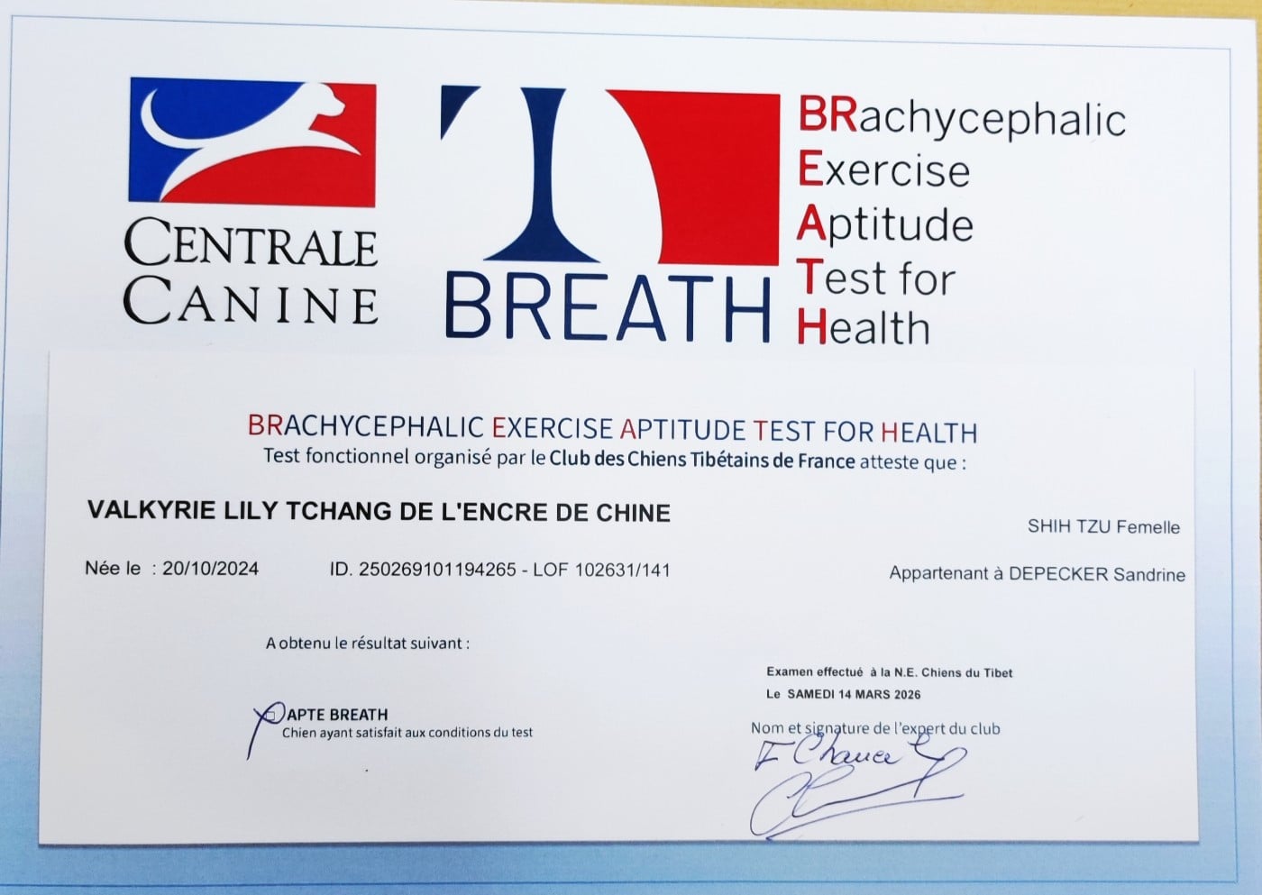 Valkyrie Lily Tchang De l'encre de chine