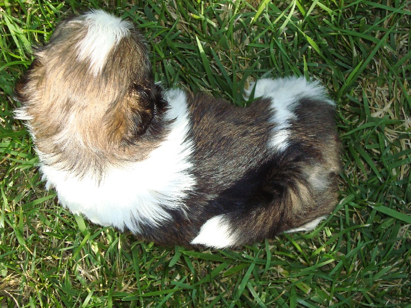 Ginger De l'encre de chine