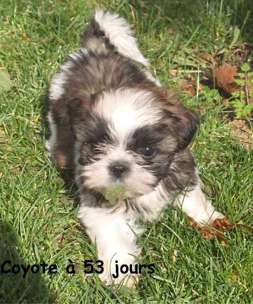 Coyotte De l'encre de chine