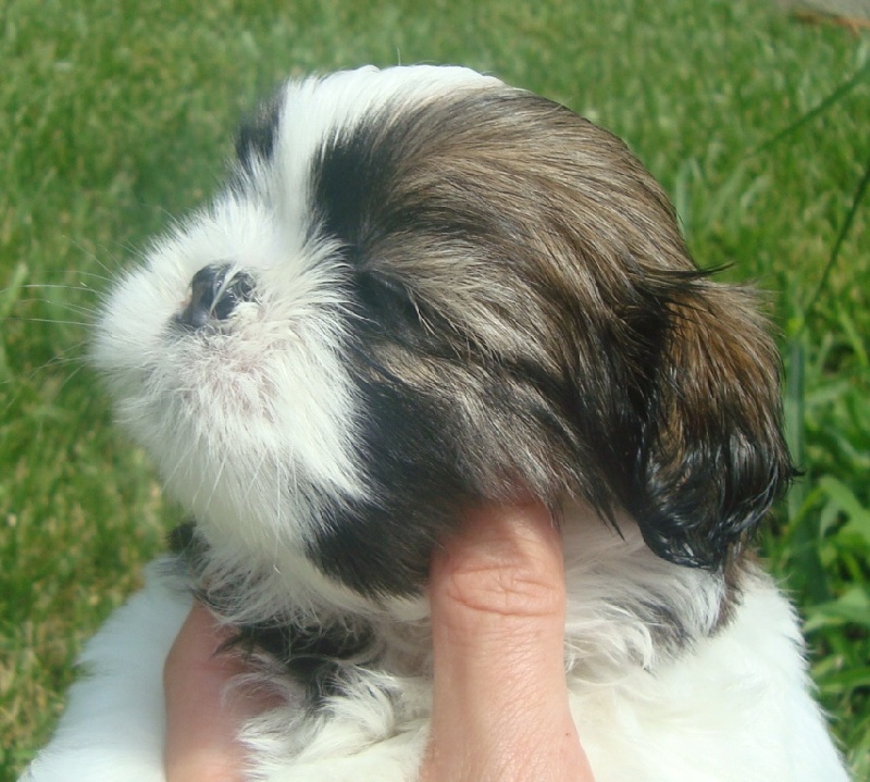Ginger De l'encre de chine
