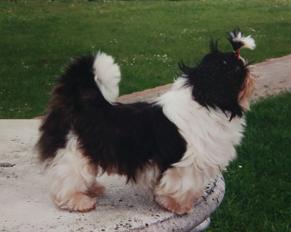 Publication : De l'encre de chine