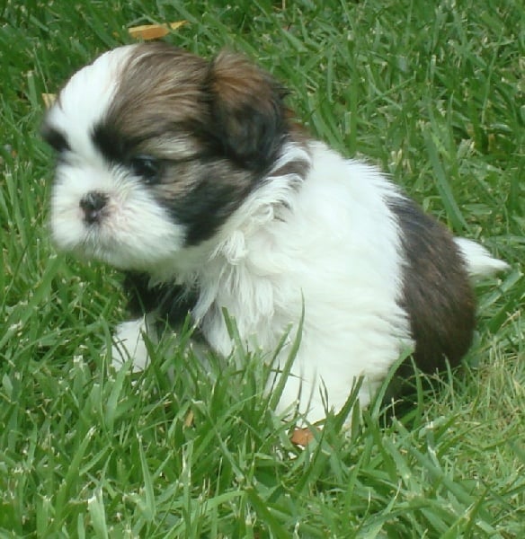 Ginger De l'encre de chine