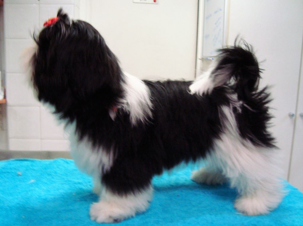 Newton baby tchang De l'encre de chine