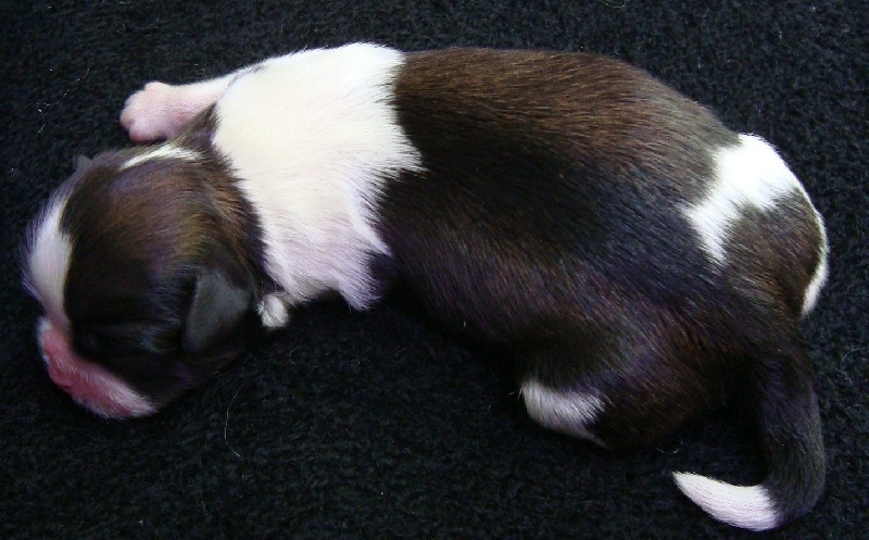 Ginger De l'encre de chine