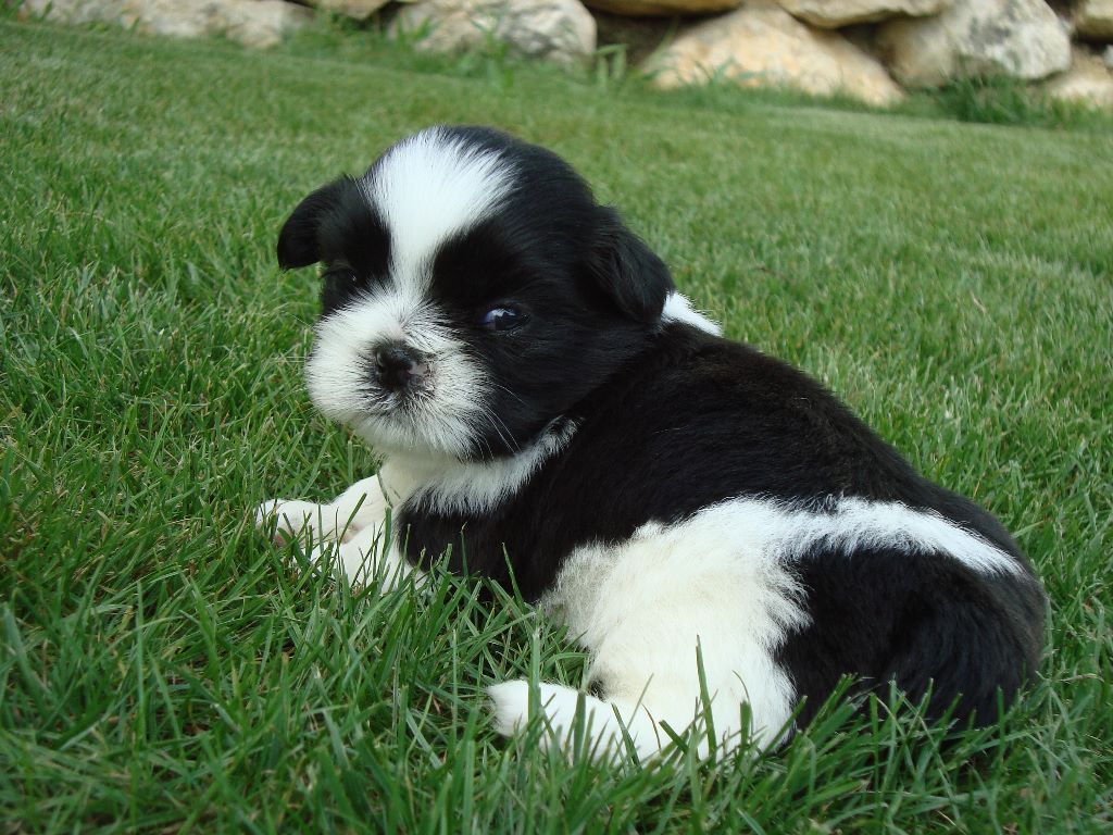 Newton baby tchang De l'encre de chine