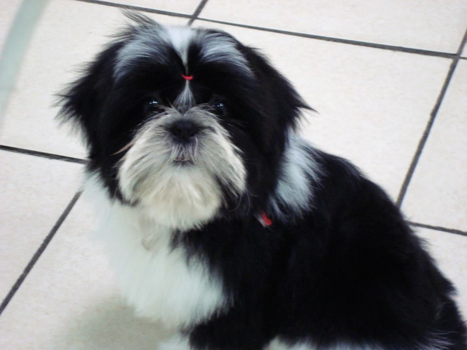 Newton baby tchang De l'encre de chine