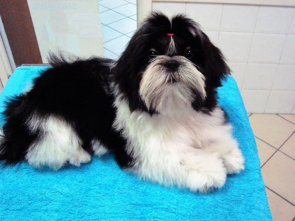 Newton baby tchang De l'encre de chine