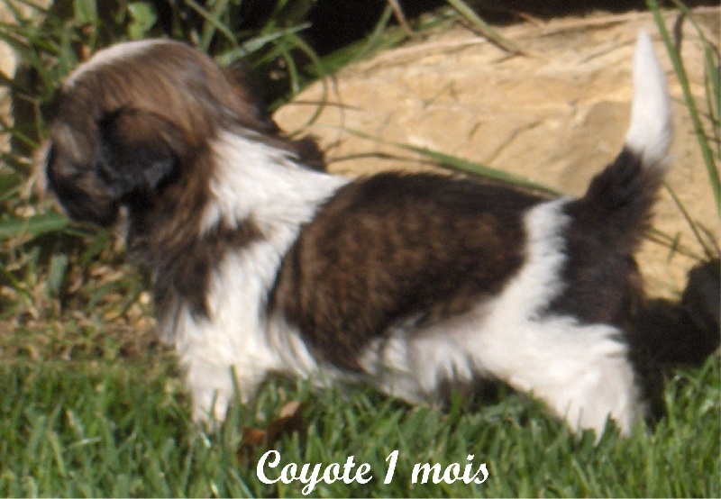 Coyotte De l'encre de chine
