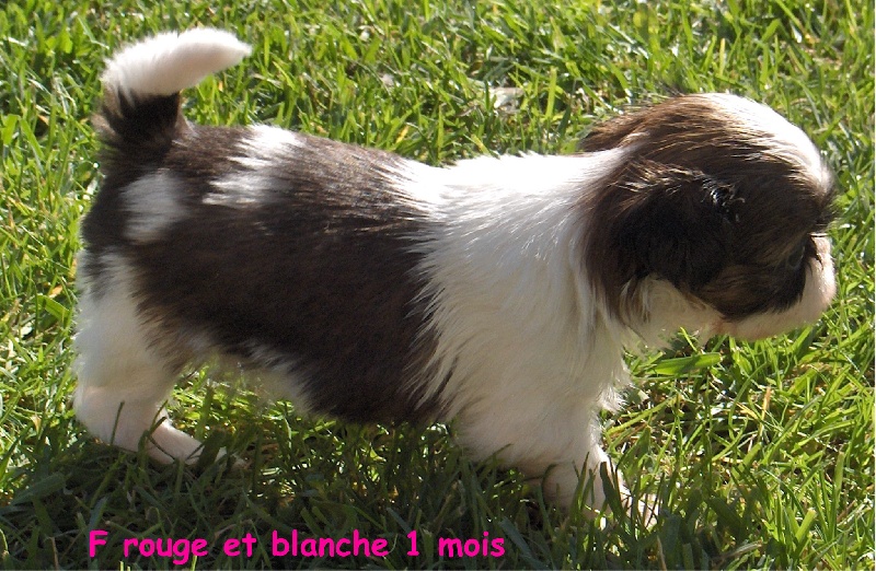Capucine De l'encre de chine