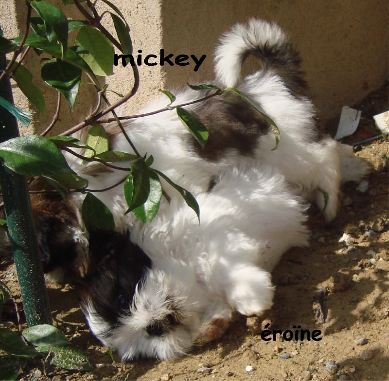 E'mickey De l'encre de chine