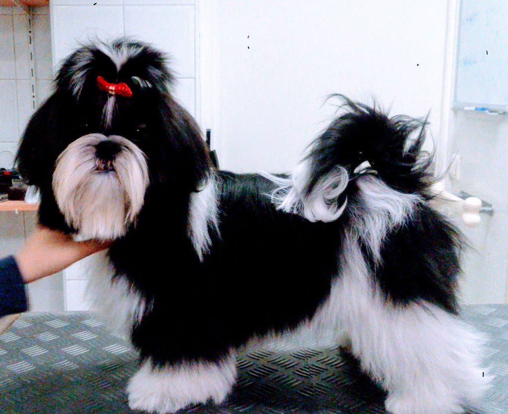 Newton baby tchang De l'encre de chine