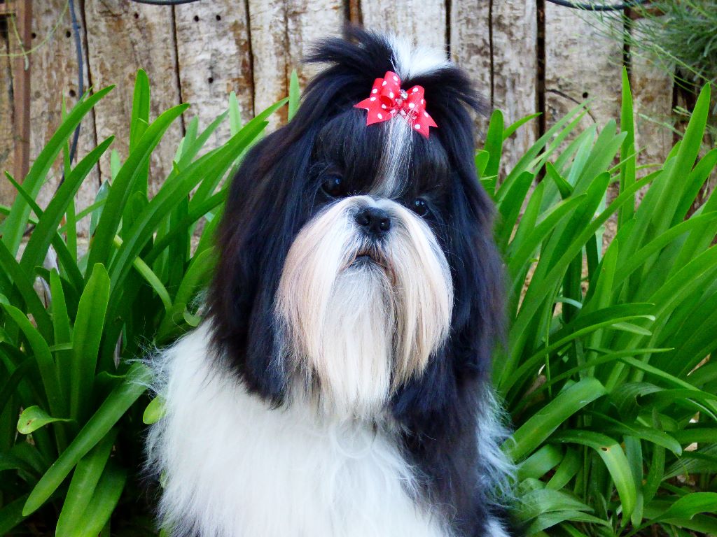 Newton baby tchang De l'encre de chine
