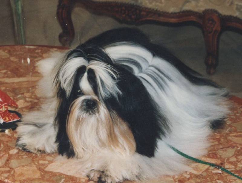 CH. Io ghi minh Shah abbas