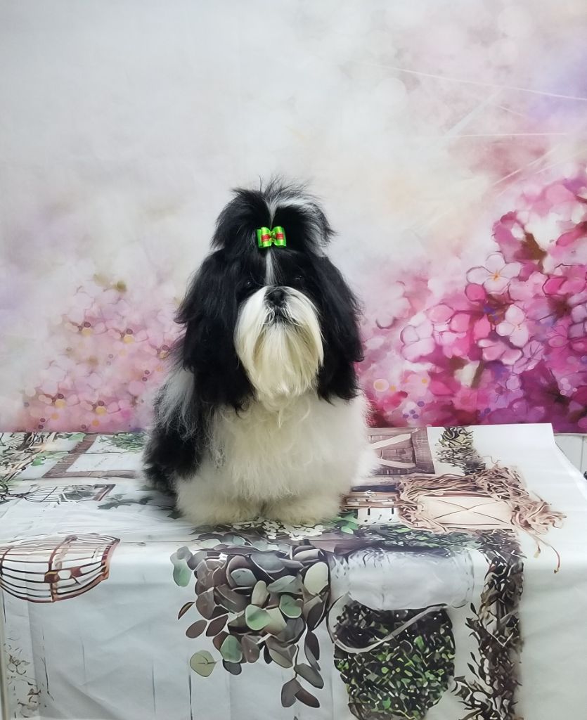 Tao tchang De l'encre de chine