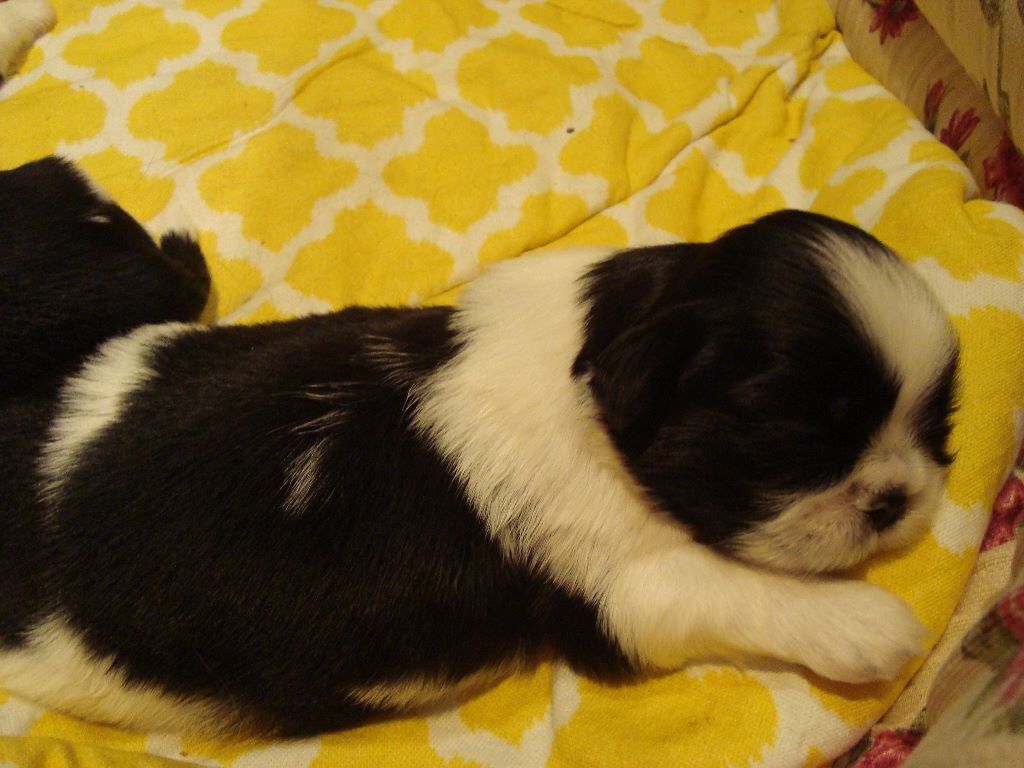 Newton baby tchang De l'encre de chine