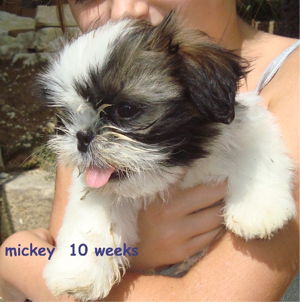 E'mickey De l'encre de chine