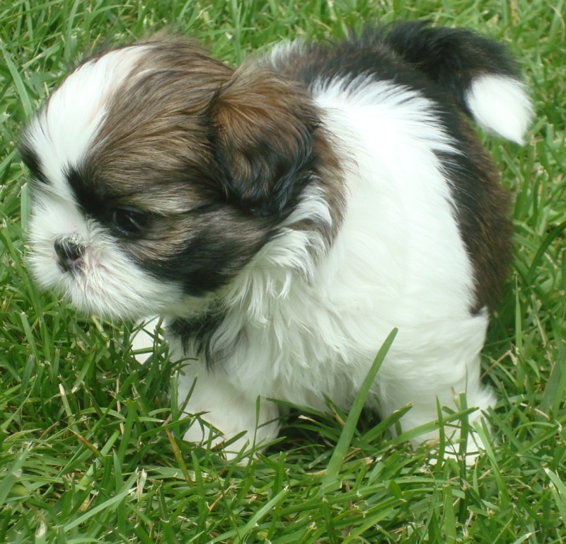Ginger De l'encre de chine