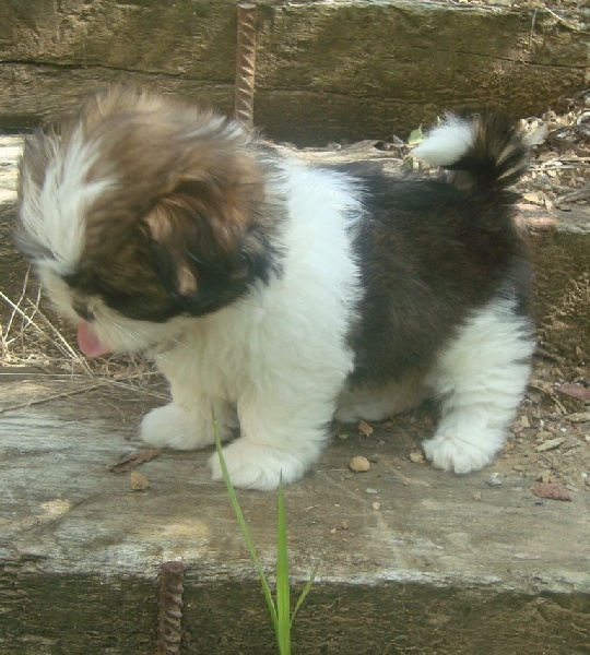 Ginger De l'encre de chine