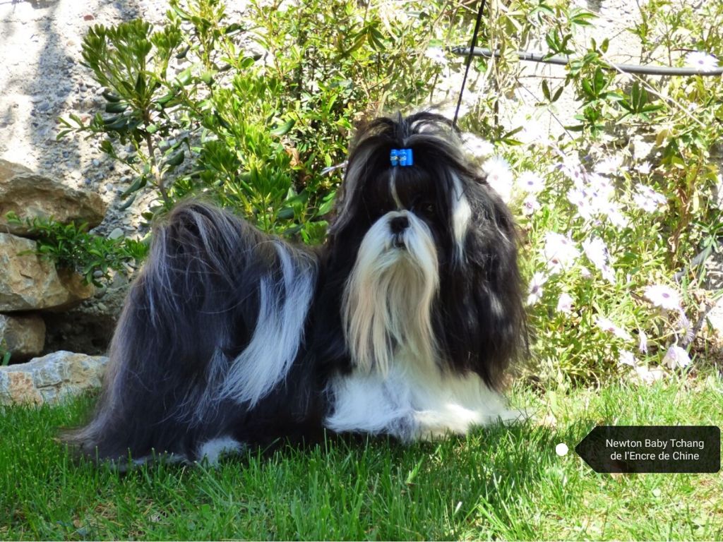 Newton baby tchang De l'encre de chine