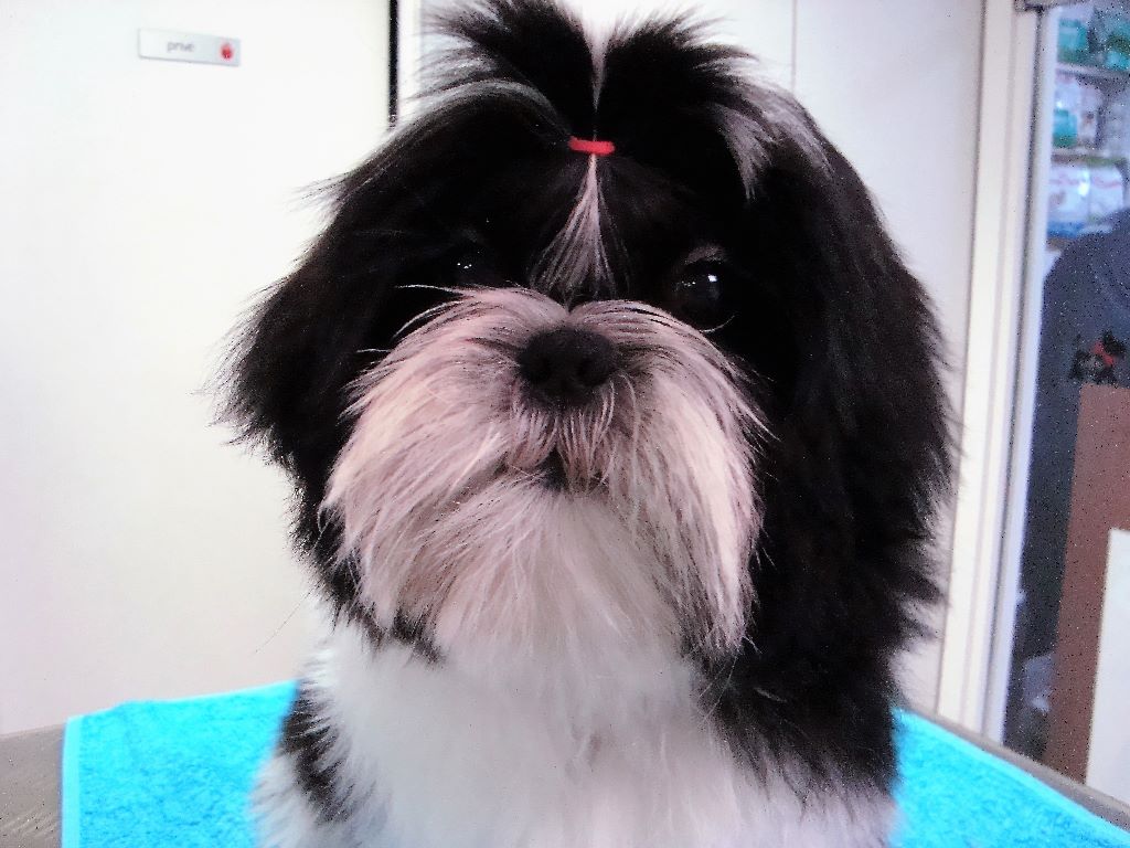 Newton baby tchang De l'encre de chine