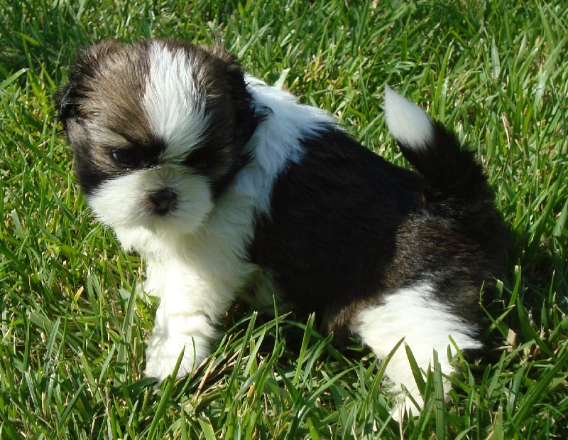 Ginger De l'encre de chine