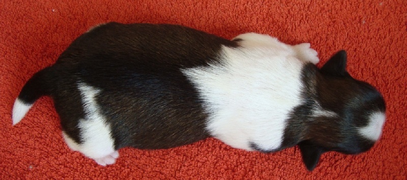 Ginger De l'encre de chine