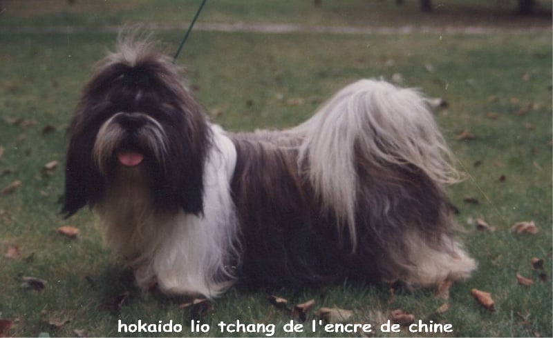 Hokaido lio tchang De l'encre de chine