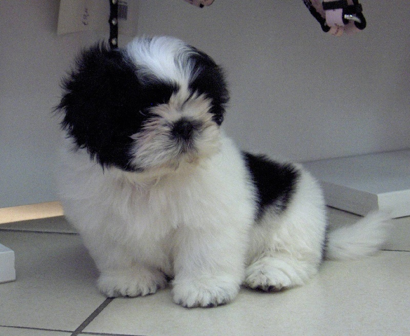 Baby xu De l'encre de chine