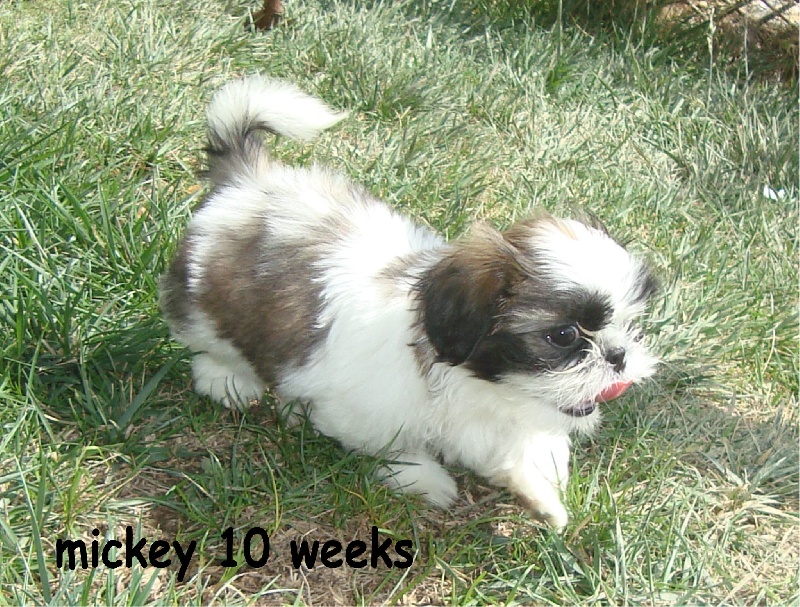 E'mickey De l'encre de chine