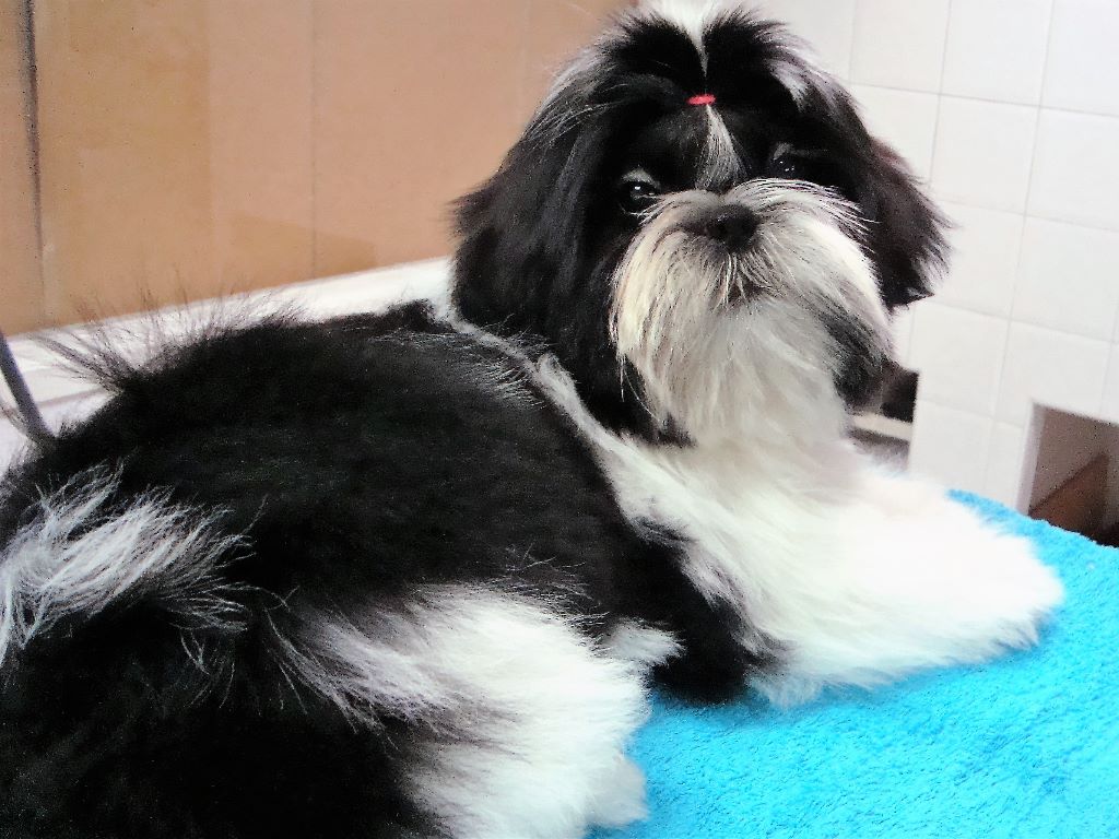 Newton baby tchang De l'encre de chine