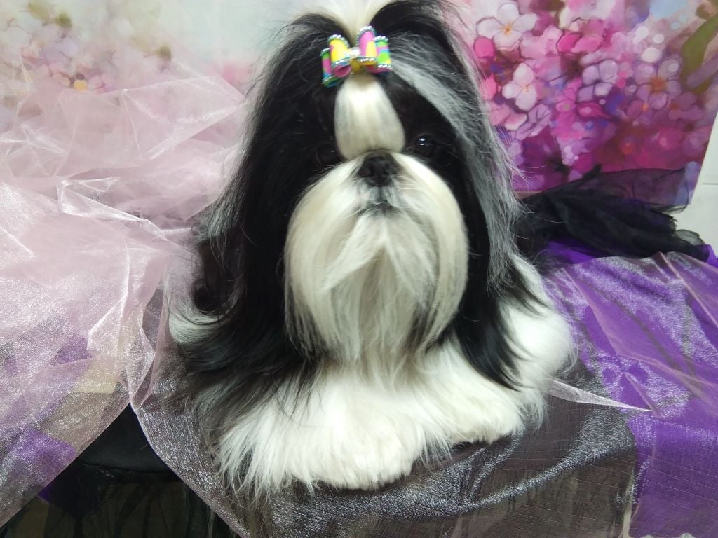 sya's Living doll