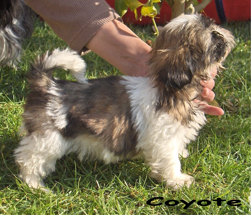 Coyotte De l'encre de chine