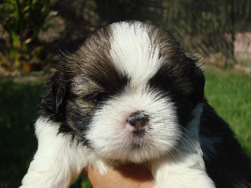 Ginger De l'encre de chine