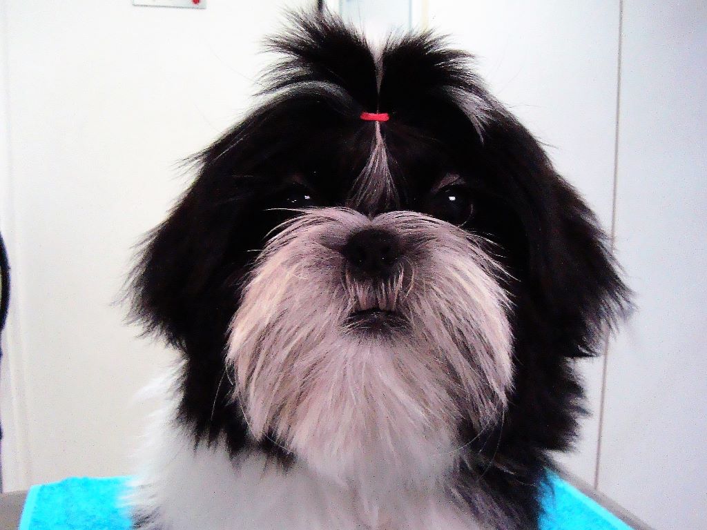 Newton baby tchang De l'encre de chine