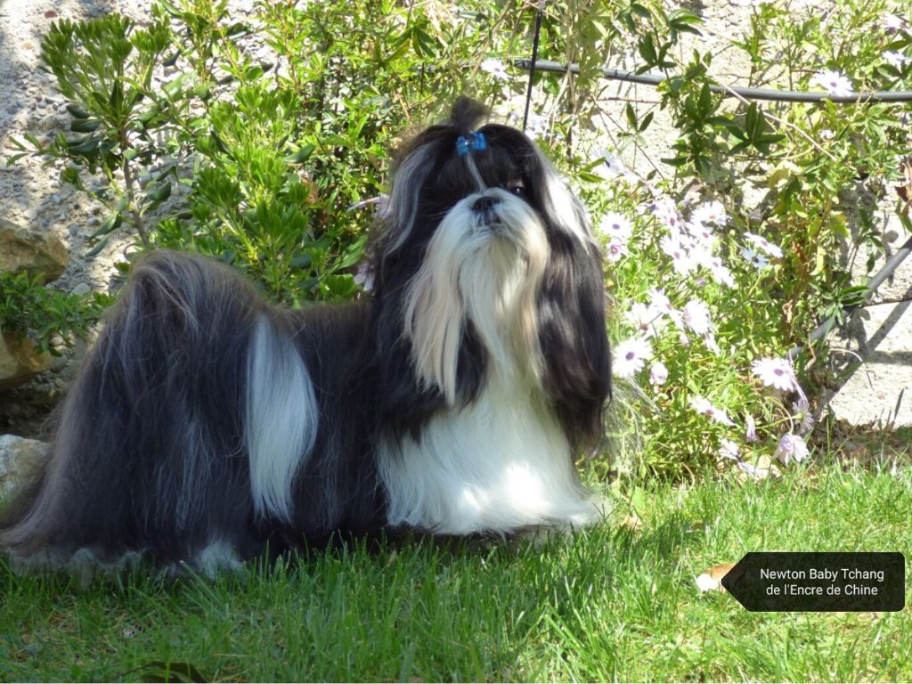 Newton baby tchang De l'encre de chine
