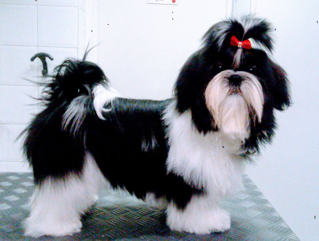 Newton baby tchang De l'encre de chine
