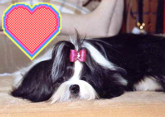 CH. Babylove From Audrey's Paradise