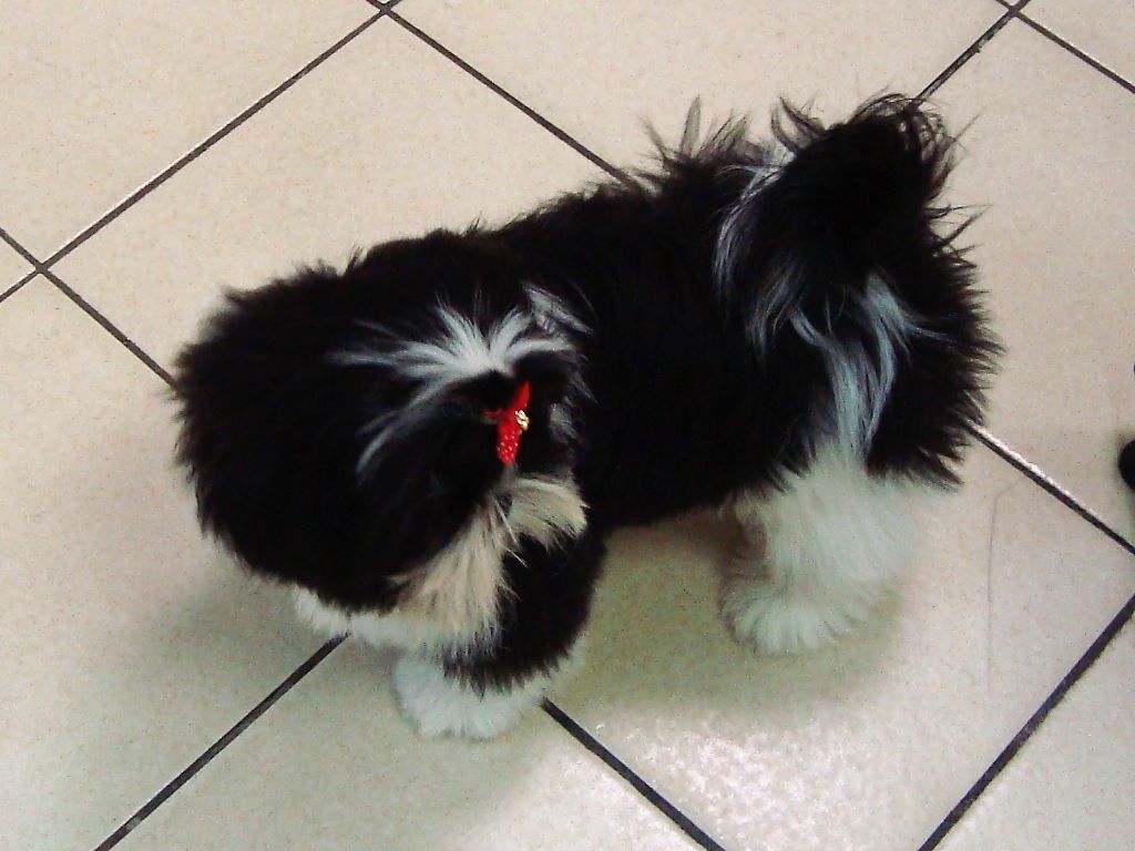 Newton baby tchang De l'encre de chine
