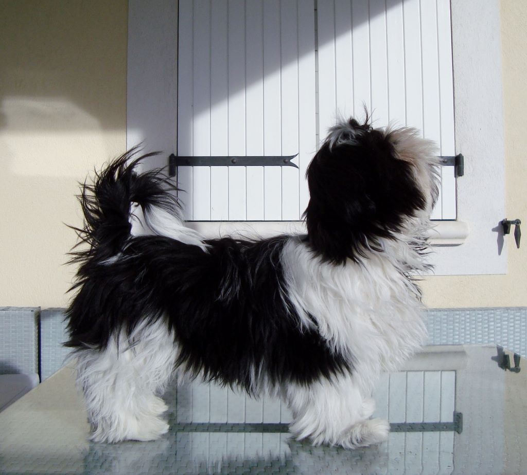 Newton baby tchang De l'encre de chine
