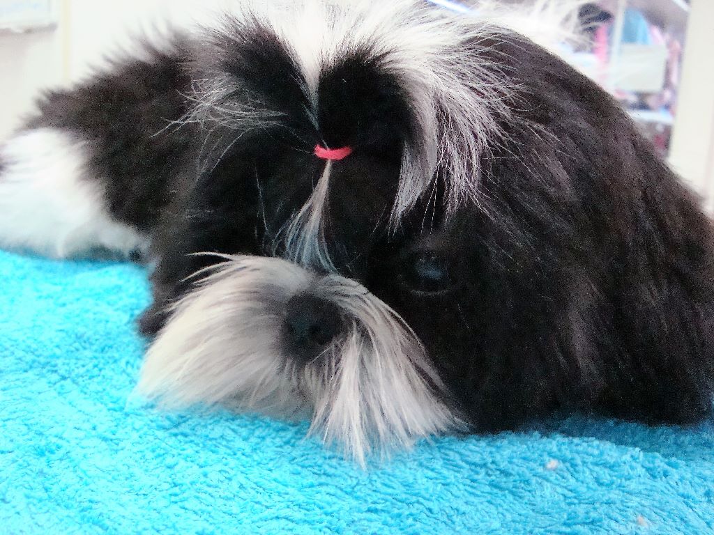 Newton baby tchang De l'encre de chine