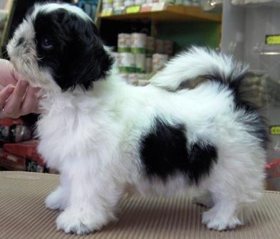 Baby xu De l'encre de chine