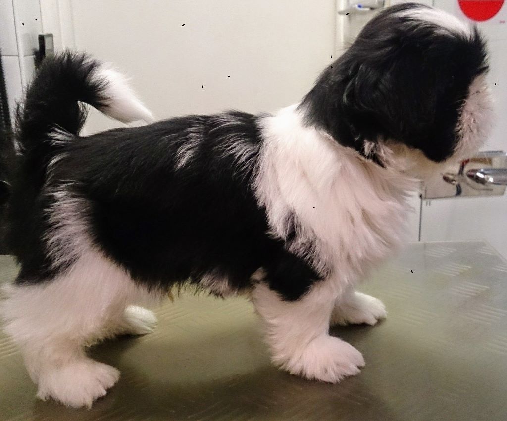 Newton baby tchang De l'encre de chine