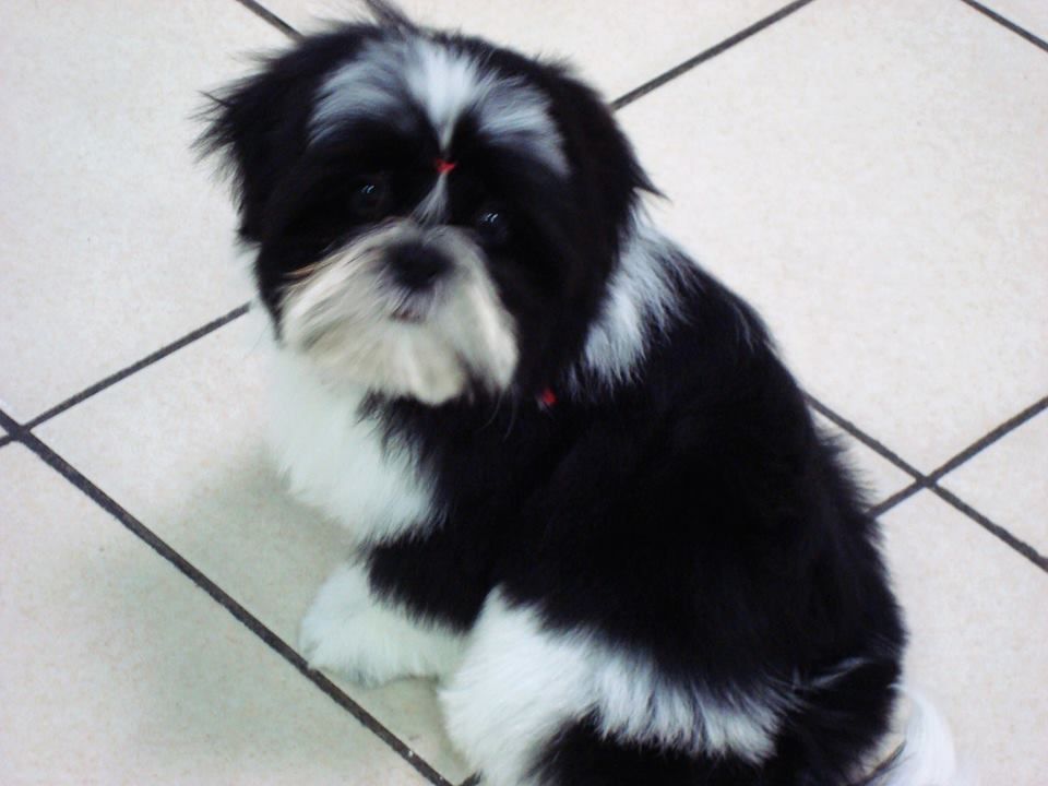 Newton baby tchang De l'encre de chine