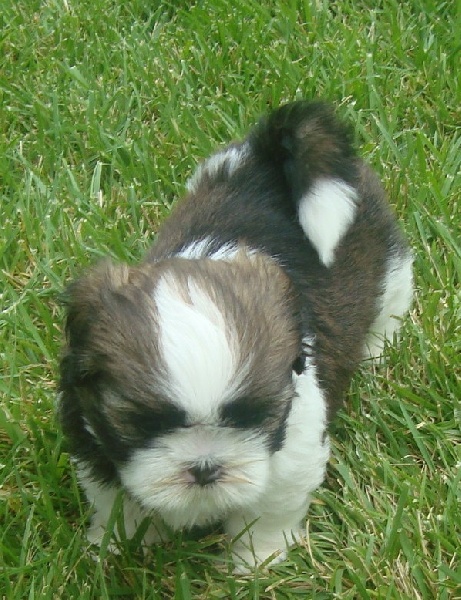 Ginger De l'encre de chine